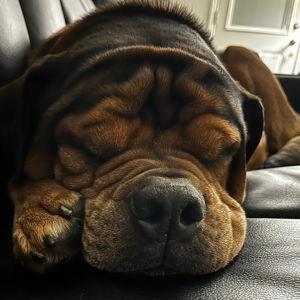 Our Dog's College Fund/ 401K