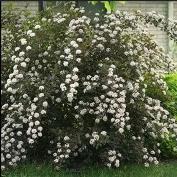 Ninebark