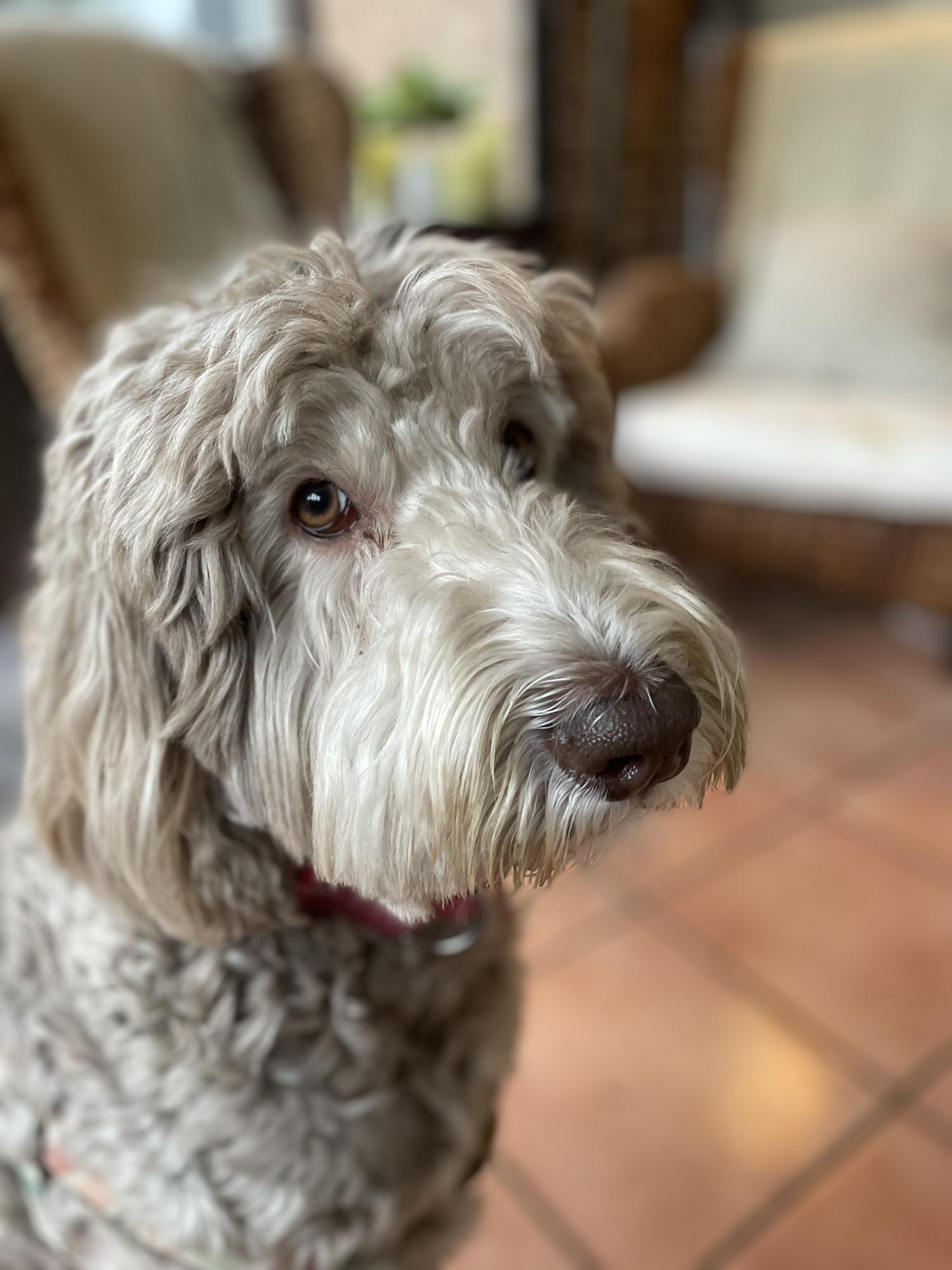 Miss Paisley