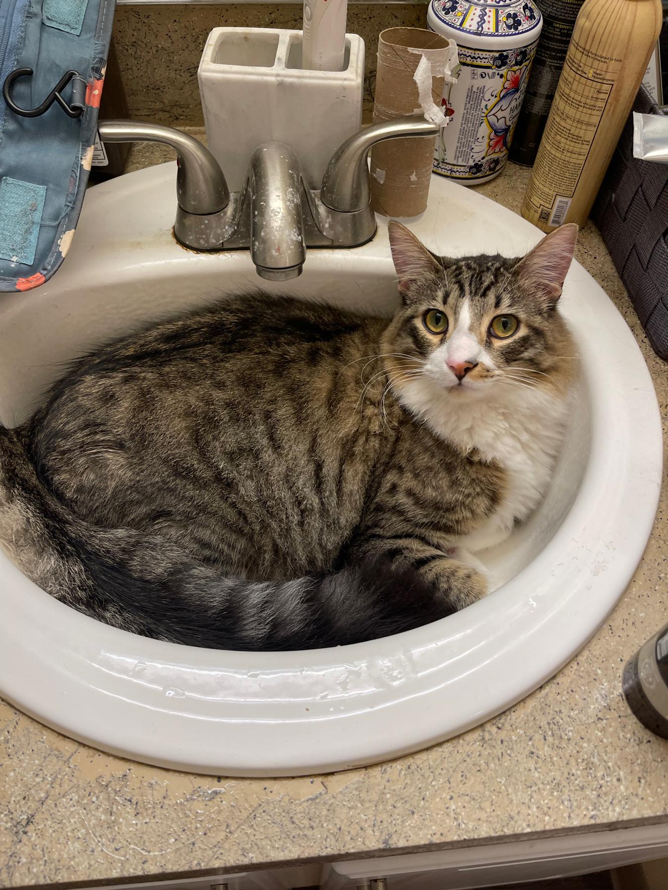 Our cat, who loves going where there is water…