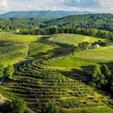 Mercier Orchards