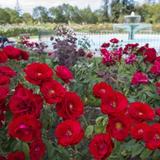Municipal Rose Garden