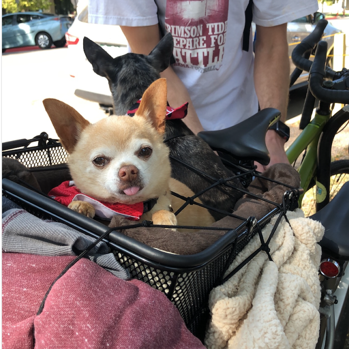 Who doesn't take their chihuahuas on bike rides?