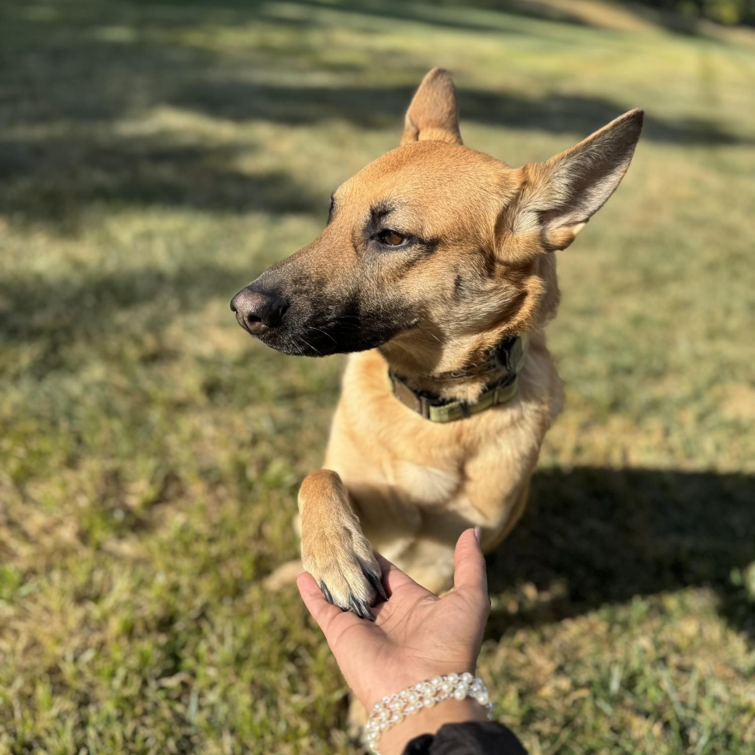 Isis, our big girl… she loves belly rubs and ice 🧊
