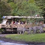 Kilimanjaro Safaris