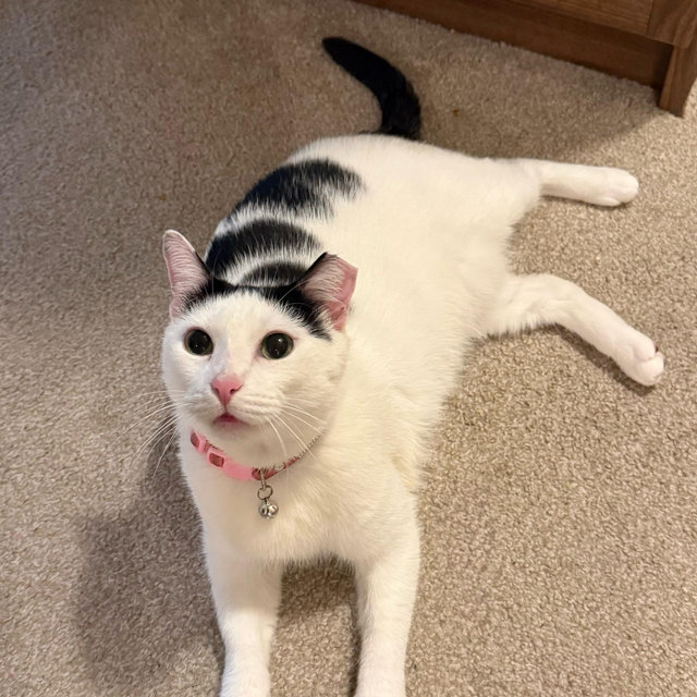 Pet Sitter For Our Honeymoon
