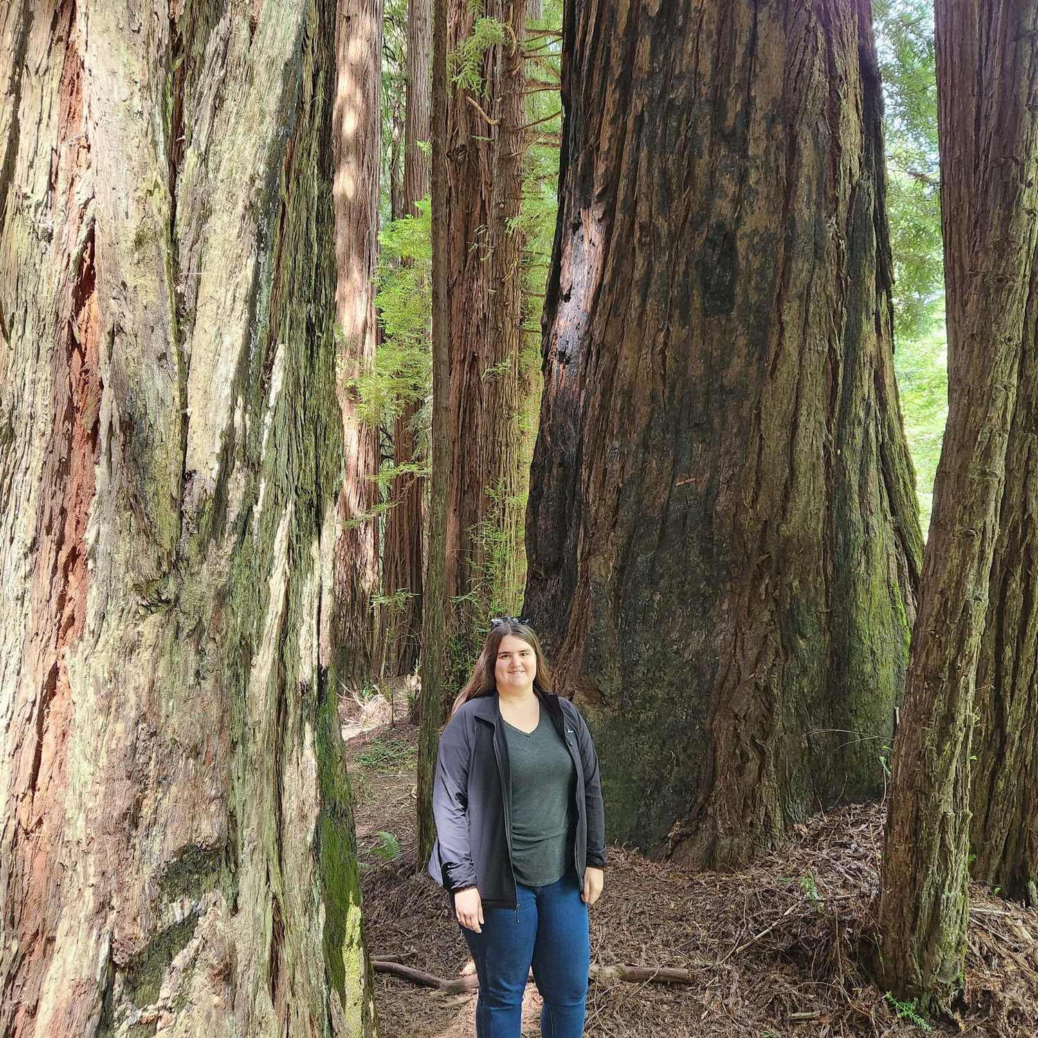 Redwood Forest, California