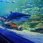 Greater Cleveland Aquarium