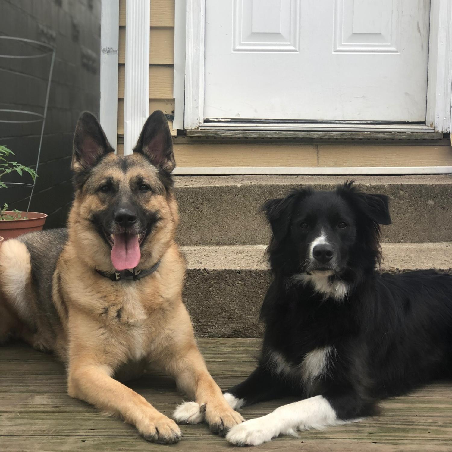 Our dogs may have loved each other before we knew we did :)