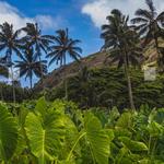 Waimea Valley