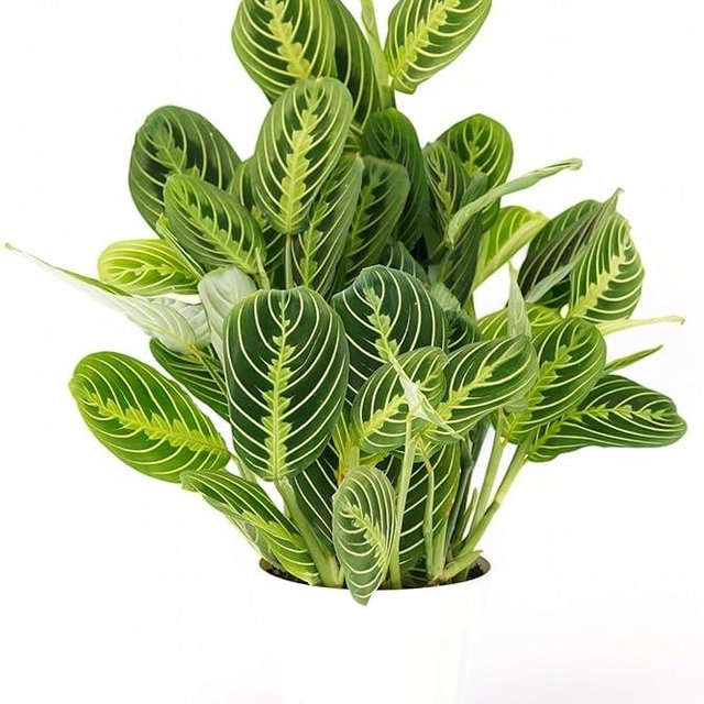 Lemon Lime Maranta Live Plant -Indoor House Plant - Prayer Plant - Low Light Houseplants - Plants Live Houseplants Low Maintenance - 6" Pot