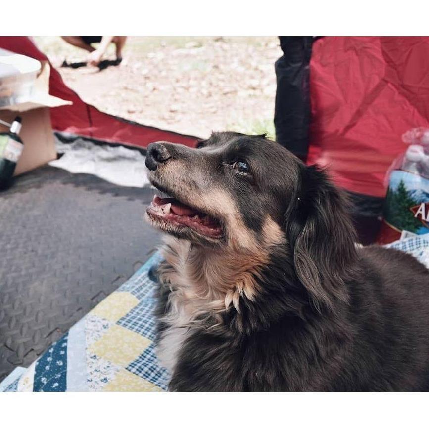 Our old man, Chiweenie, Jax.