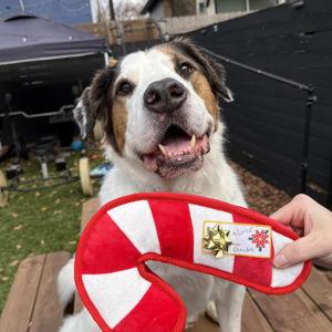 Louie's Toy Fund