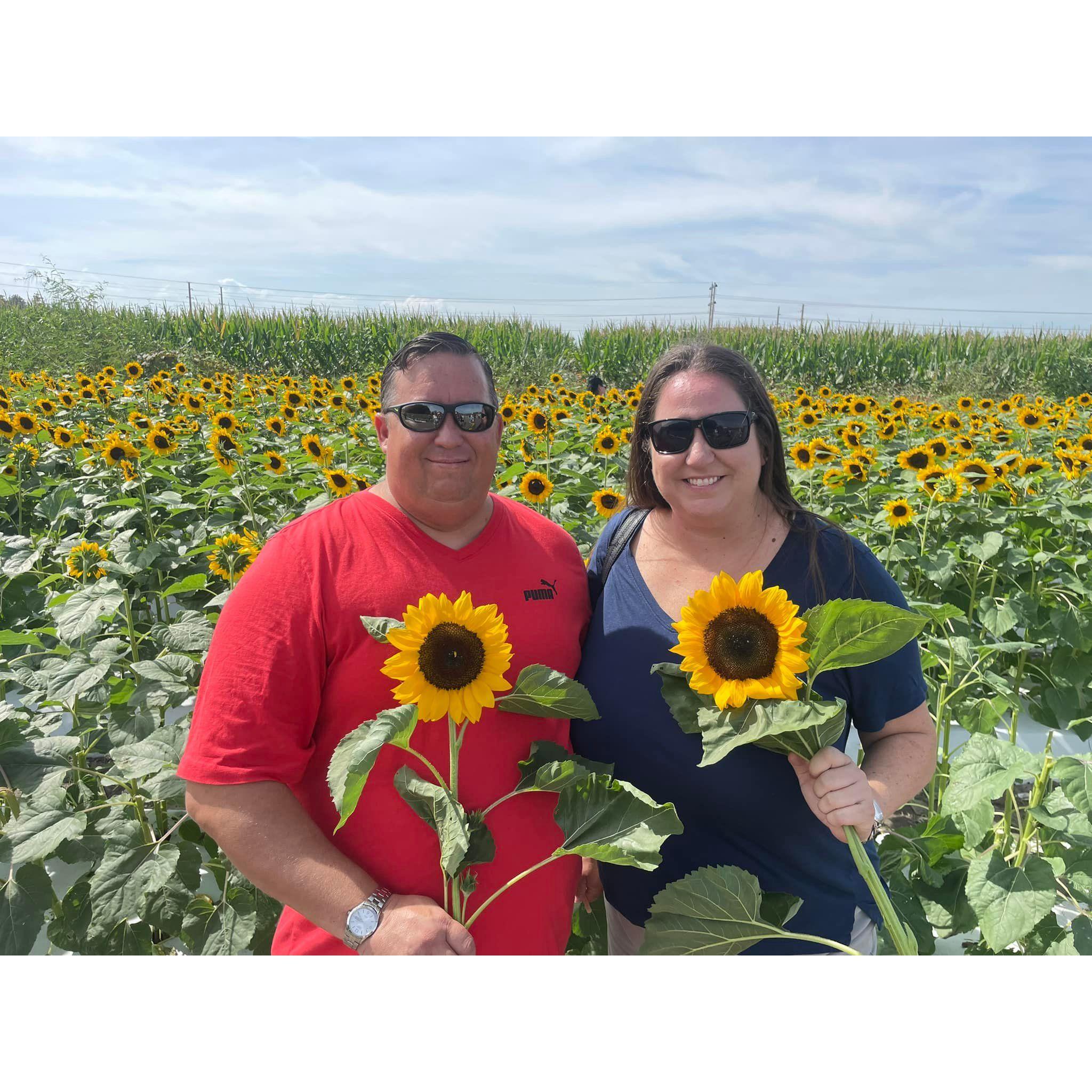 Sunflower picking