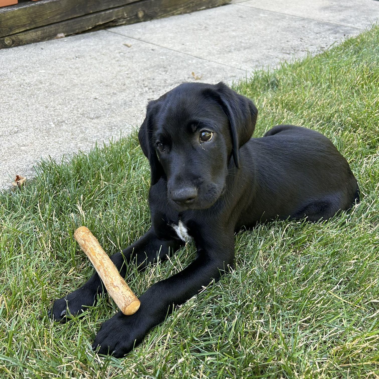 the day we brought moose home