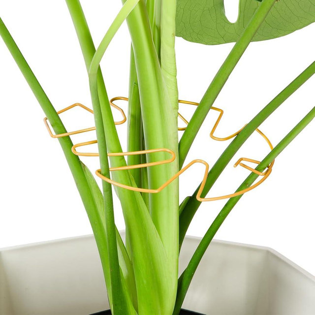 Yeomant 6PCS Iron Monstera Plant Support, Uniquely Designed Indoor Plant Accessories, Stable Plant Support Stakes for Indoor Plant, Turtle Shell Bamboo Clamp Set for Thriving Growth