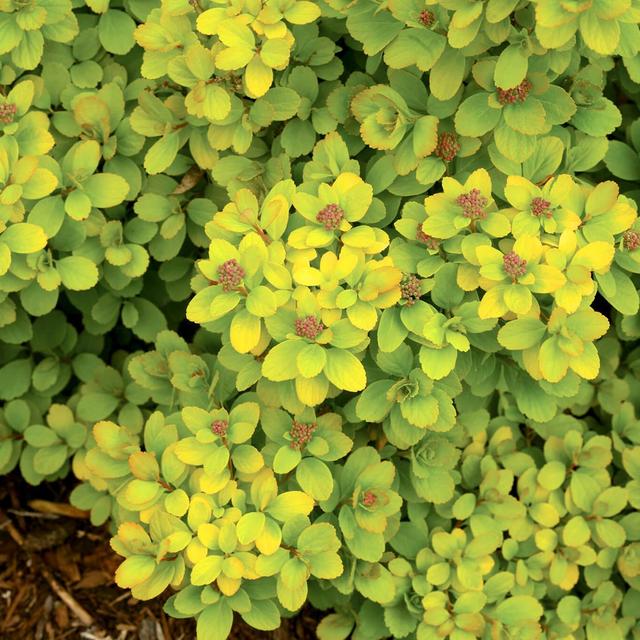 Spirea 'Glow Girl'