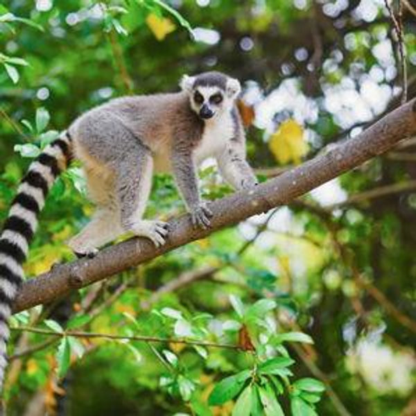 2026 Honeymoon to Madagascar
