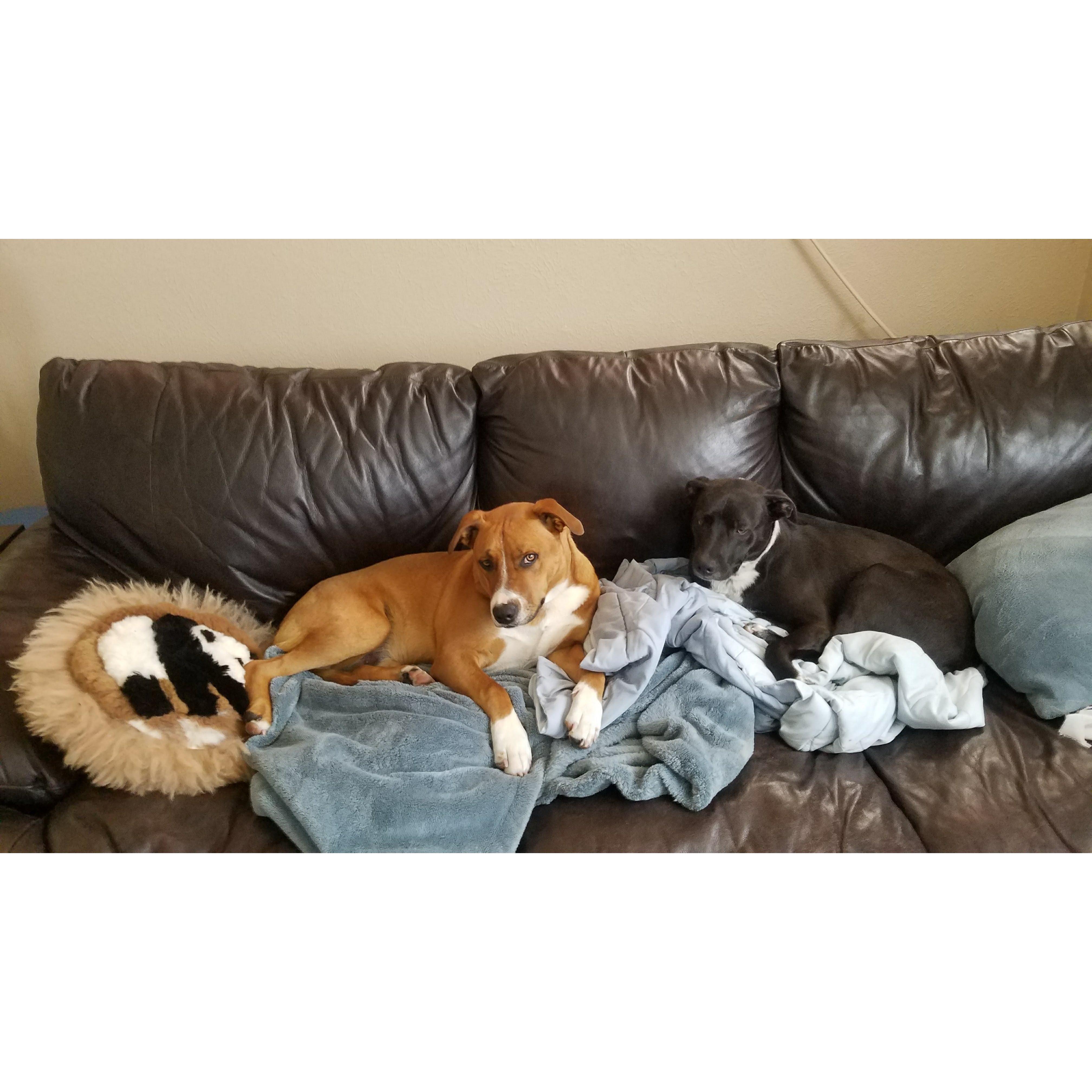 Cosmo (brown) and Apollo (black) - adopted in July 2017