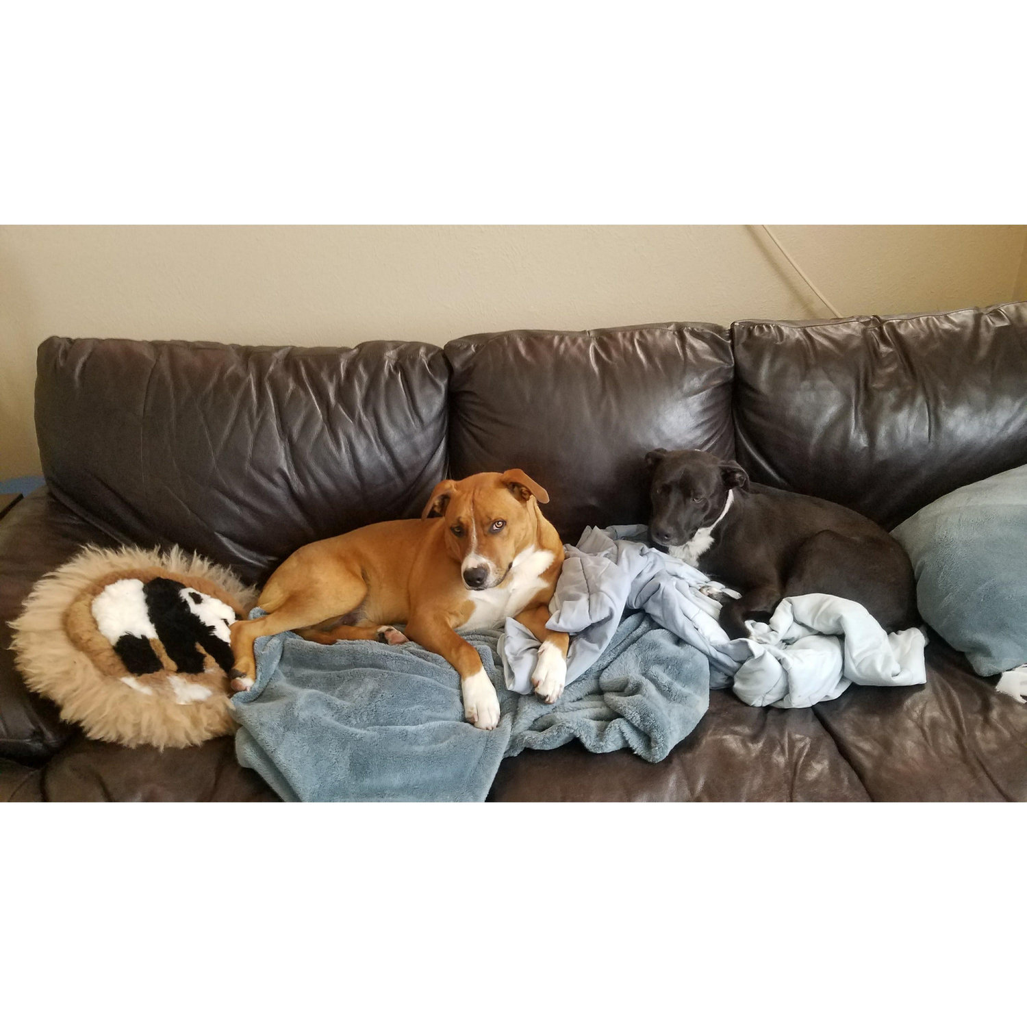 Cosmo (brown) and Apollo (black) - adopted in July 2017