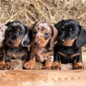Our New Dachshund Puppy (BELLE)