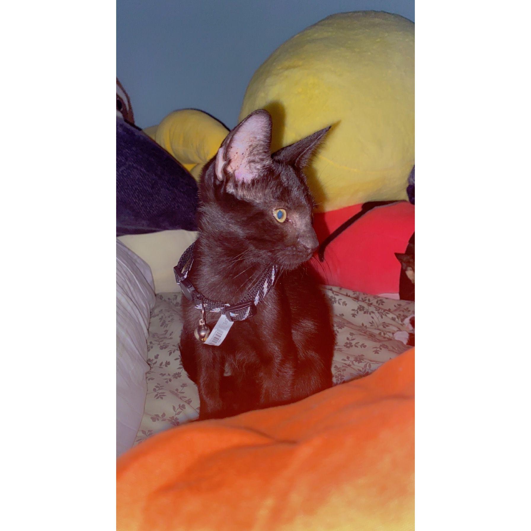Toothless
