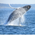 Island Cruises Whale Watching