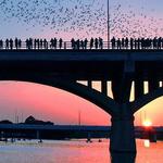 Congress Avenue Bridge