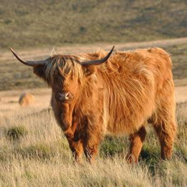 Coasts, castles, and cattle in Ireland