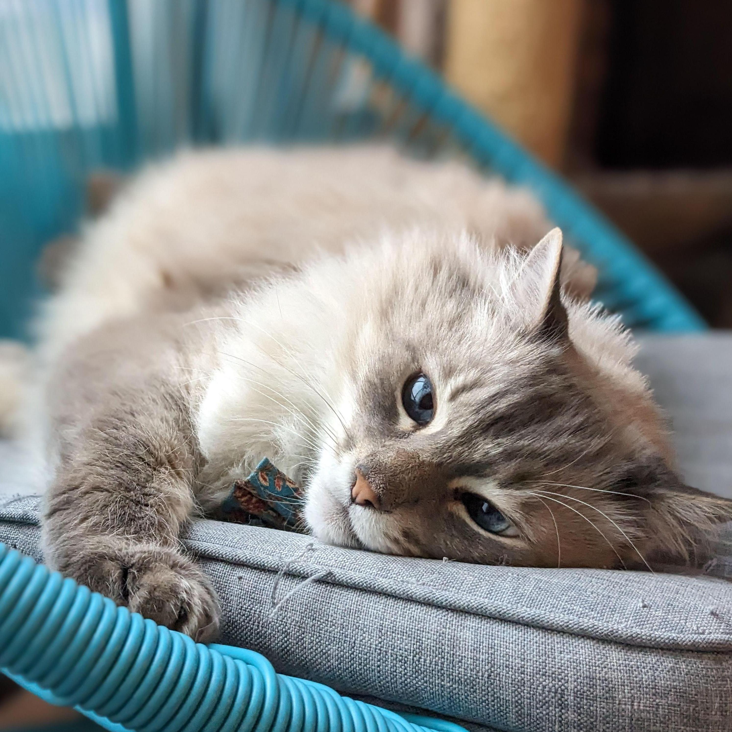 Our eldest son - Artemis