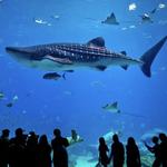 Georgia Aquarium