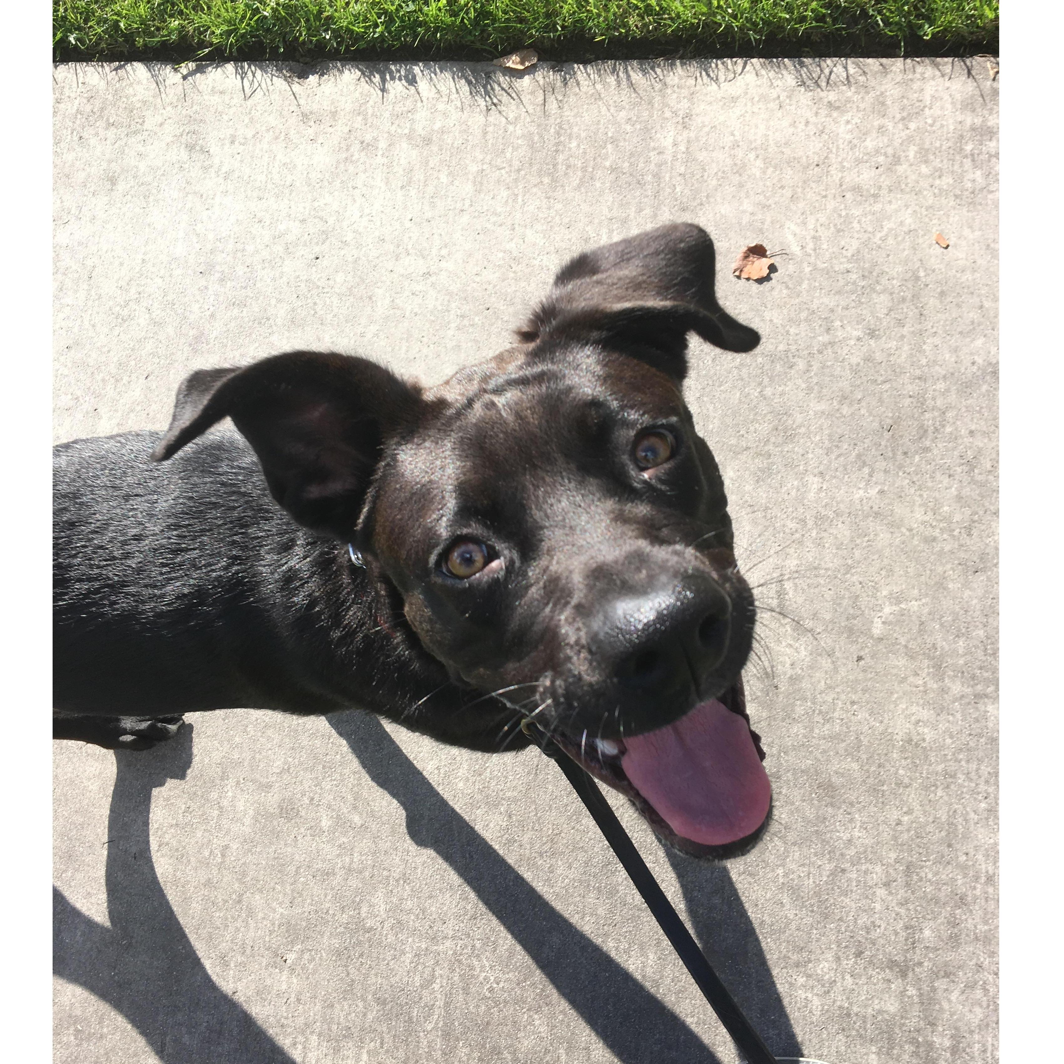Parker the dog