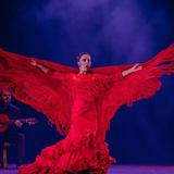 See a Flamenco Show