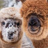 Ballintotas Alpacas