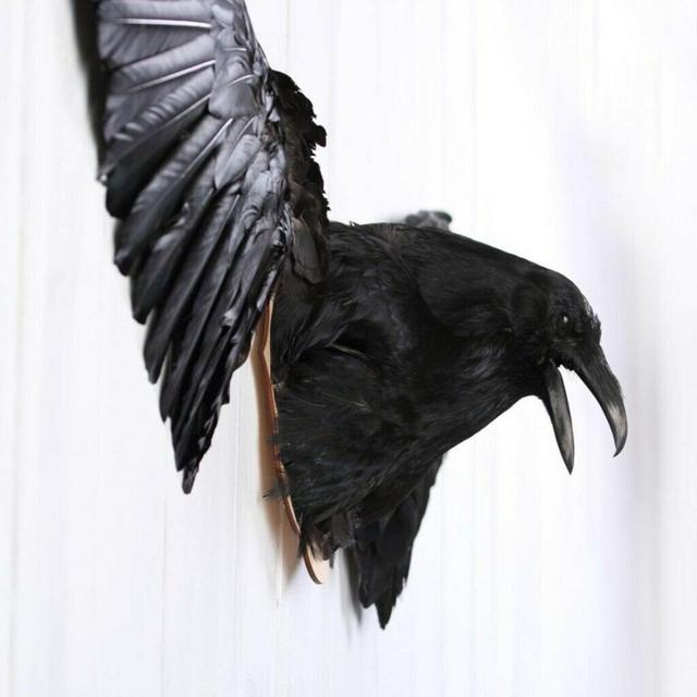 Real stuffed Head raven with wings Taxidermy Handmade