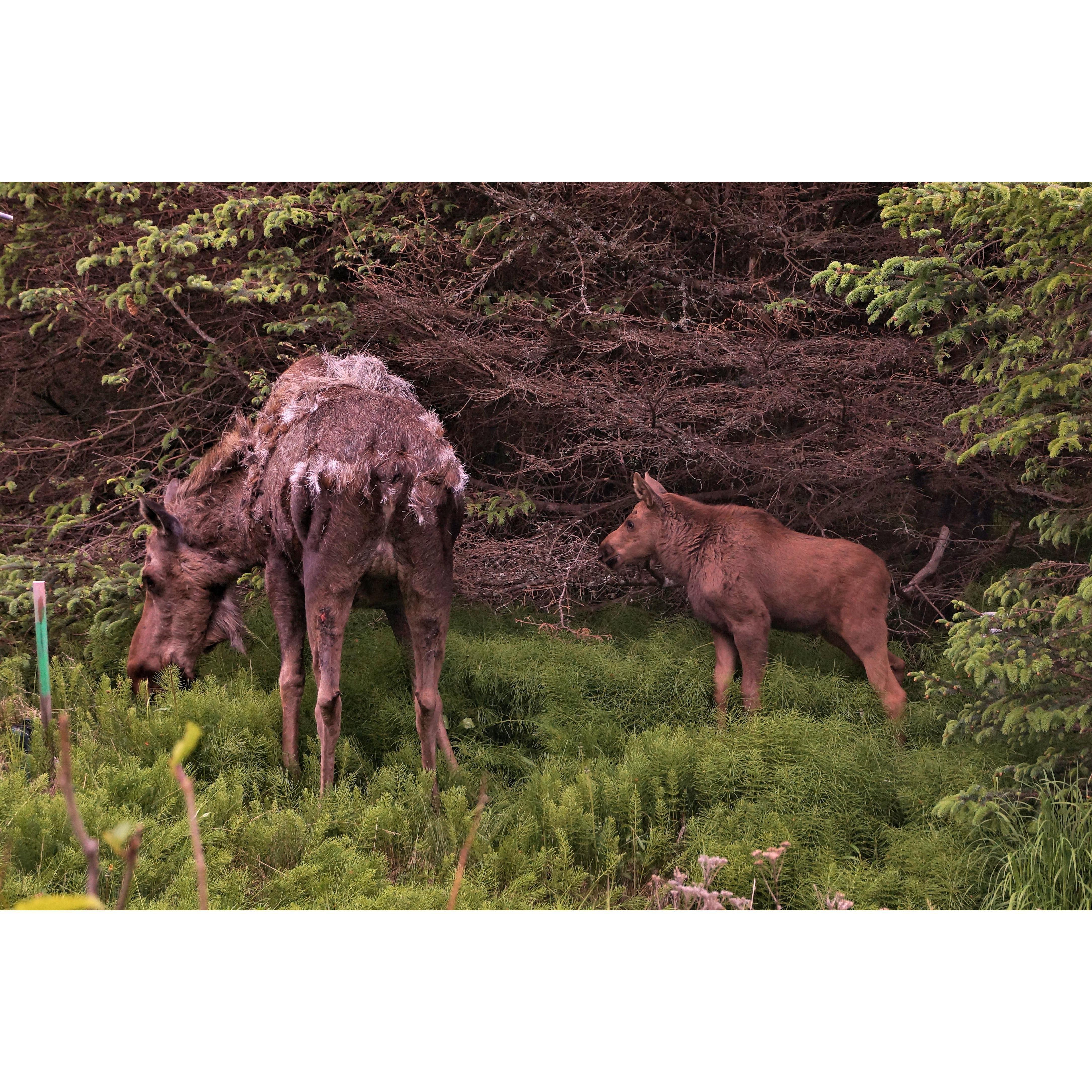 Keep your eyes open while driving!  This little family was spotted on the drive to Homer last summer with Mark's parents.

Photo cred: Phil Keller