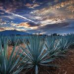 Tequila