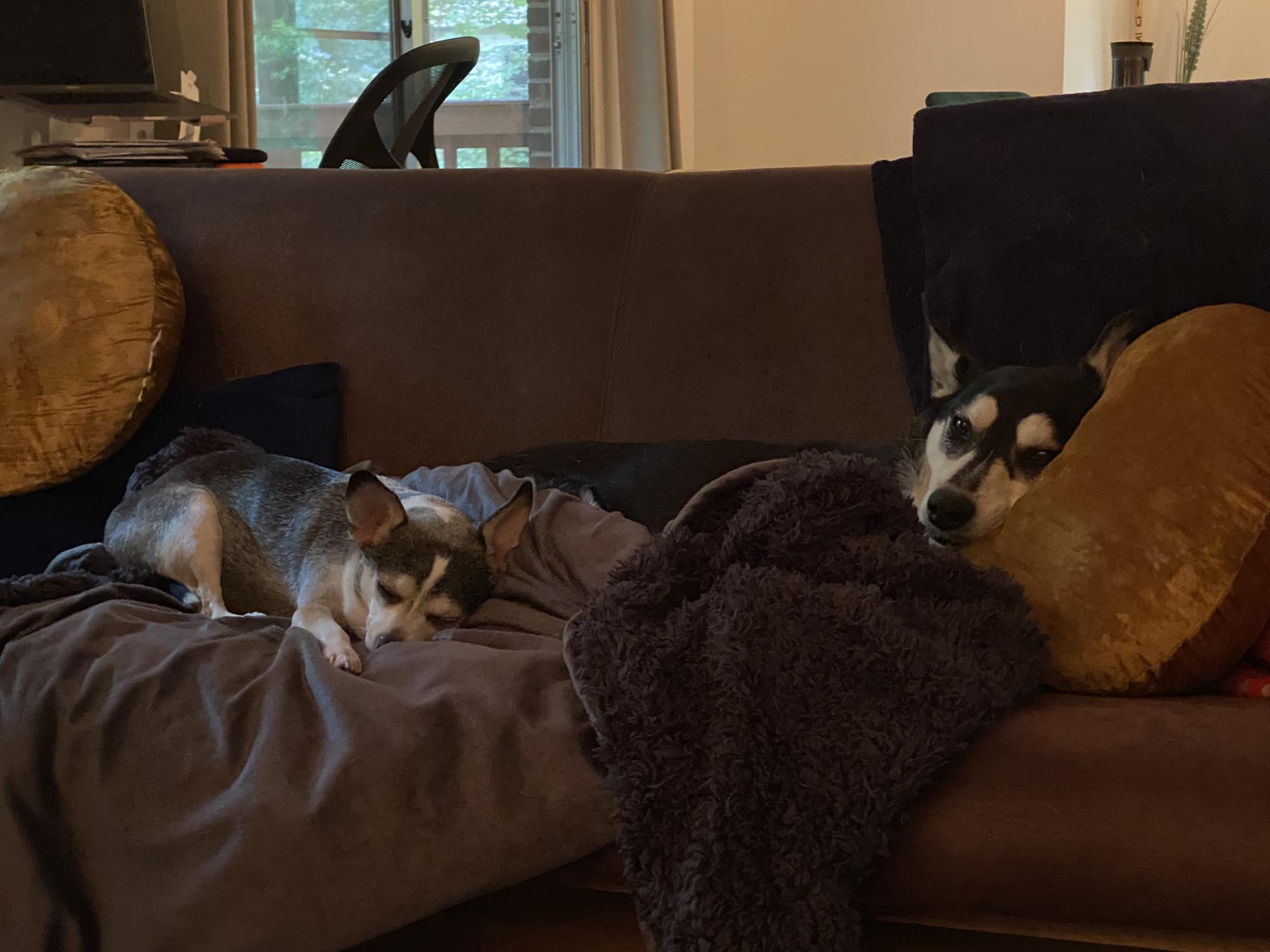 Sammy and Roxie, 2021