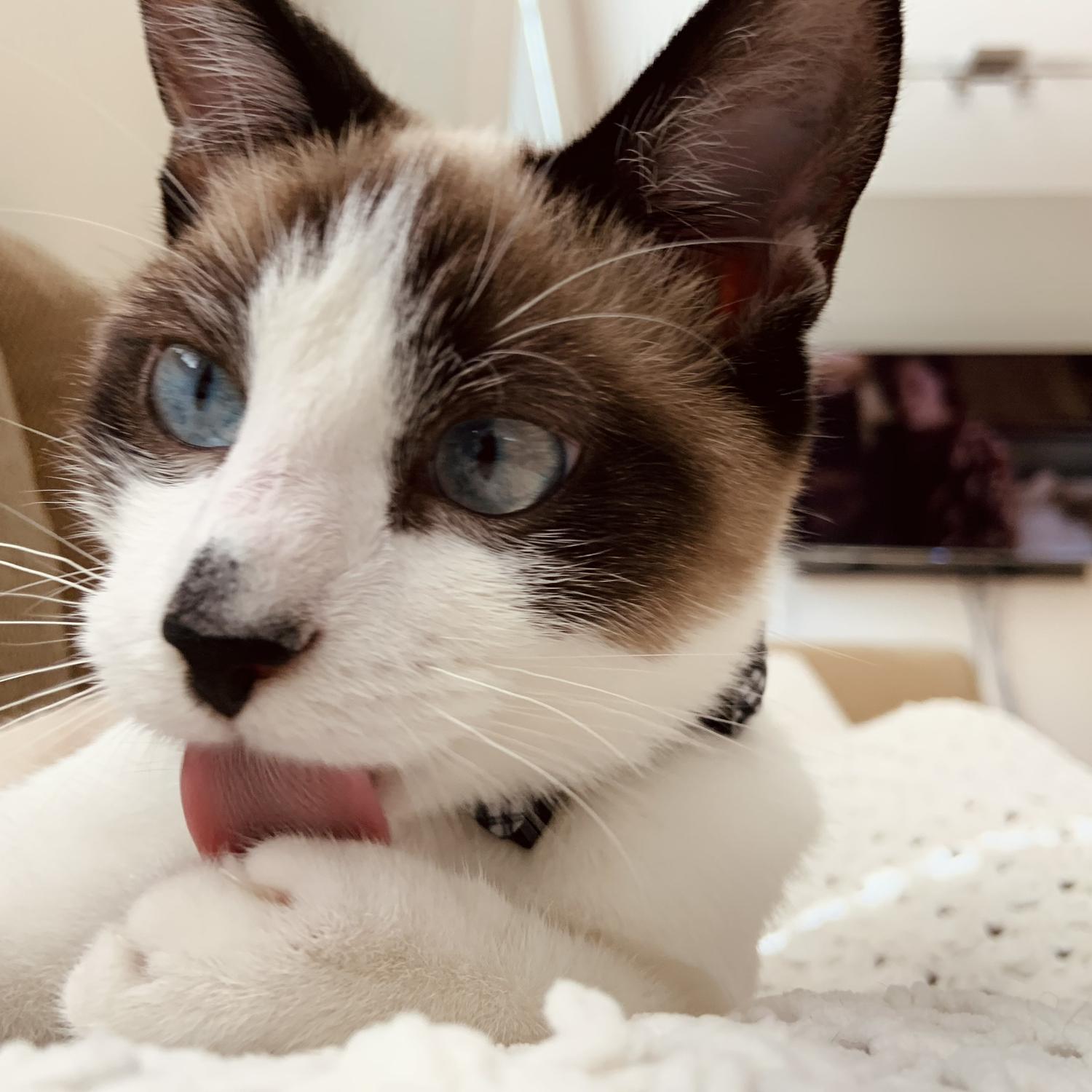 Our cat Kitty Smalls