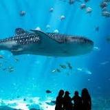 Georgia Aquarium