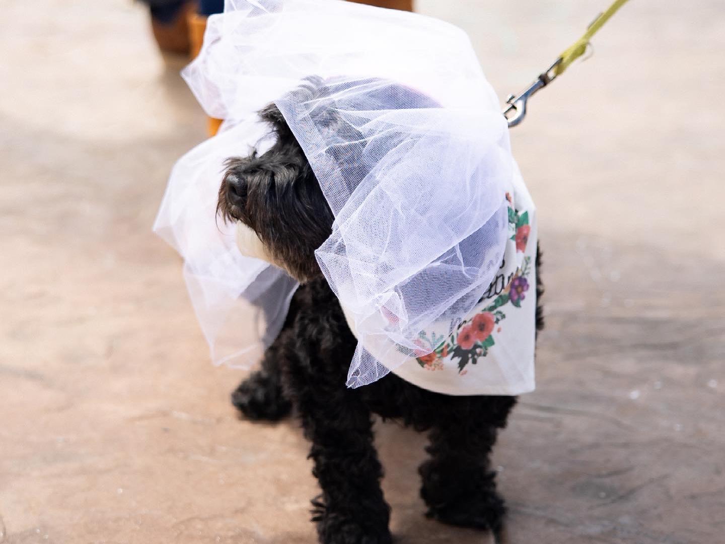 The Wedding Website of Tiffany Bartoles and Marcin Szczyglowski