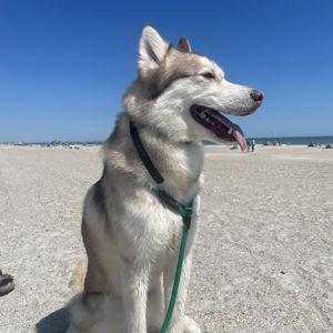 Dog Boarding for Our Husky Kash