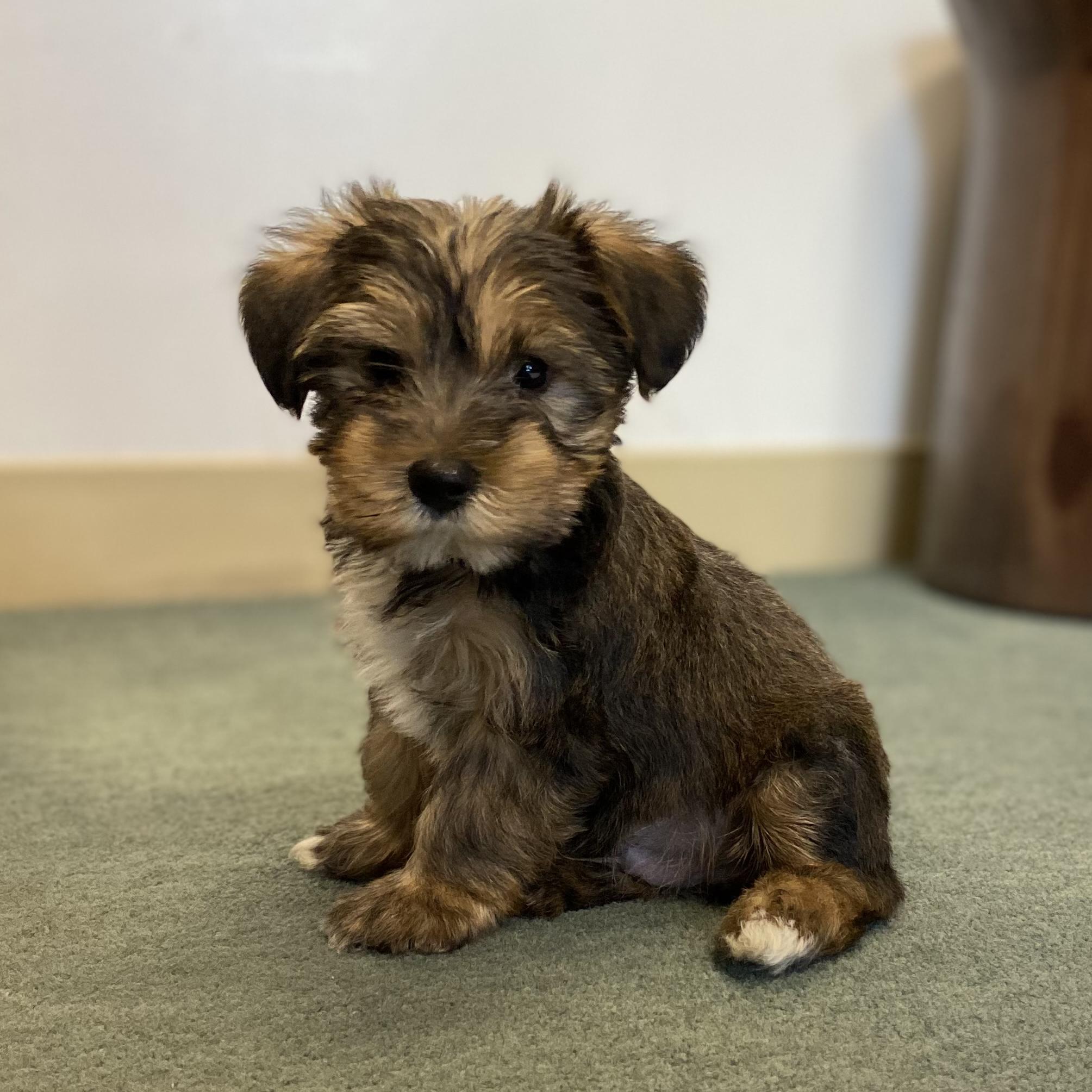 Our New Puppy!