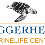 Loggerhead Marinelife Center