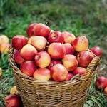 Saratoga Apple Inc