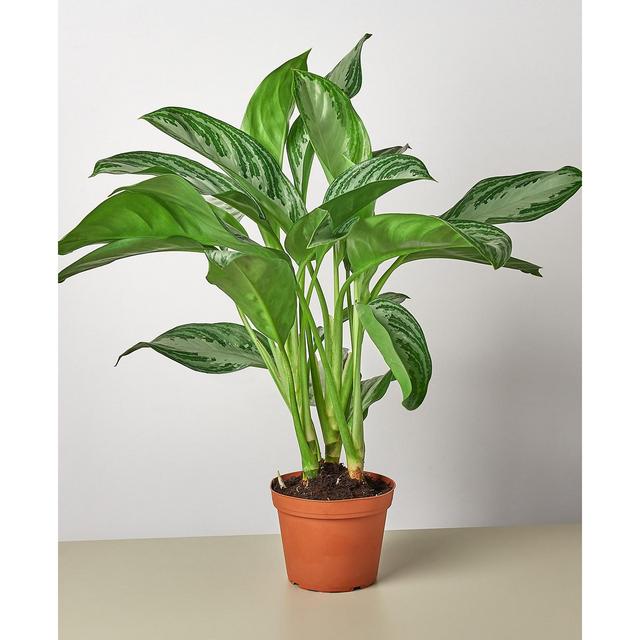 Chinese Evergreen 'Silver Bay' Live Plant, 6" Pot