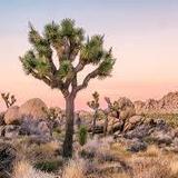 Joshua Tree National Park