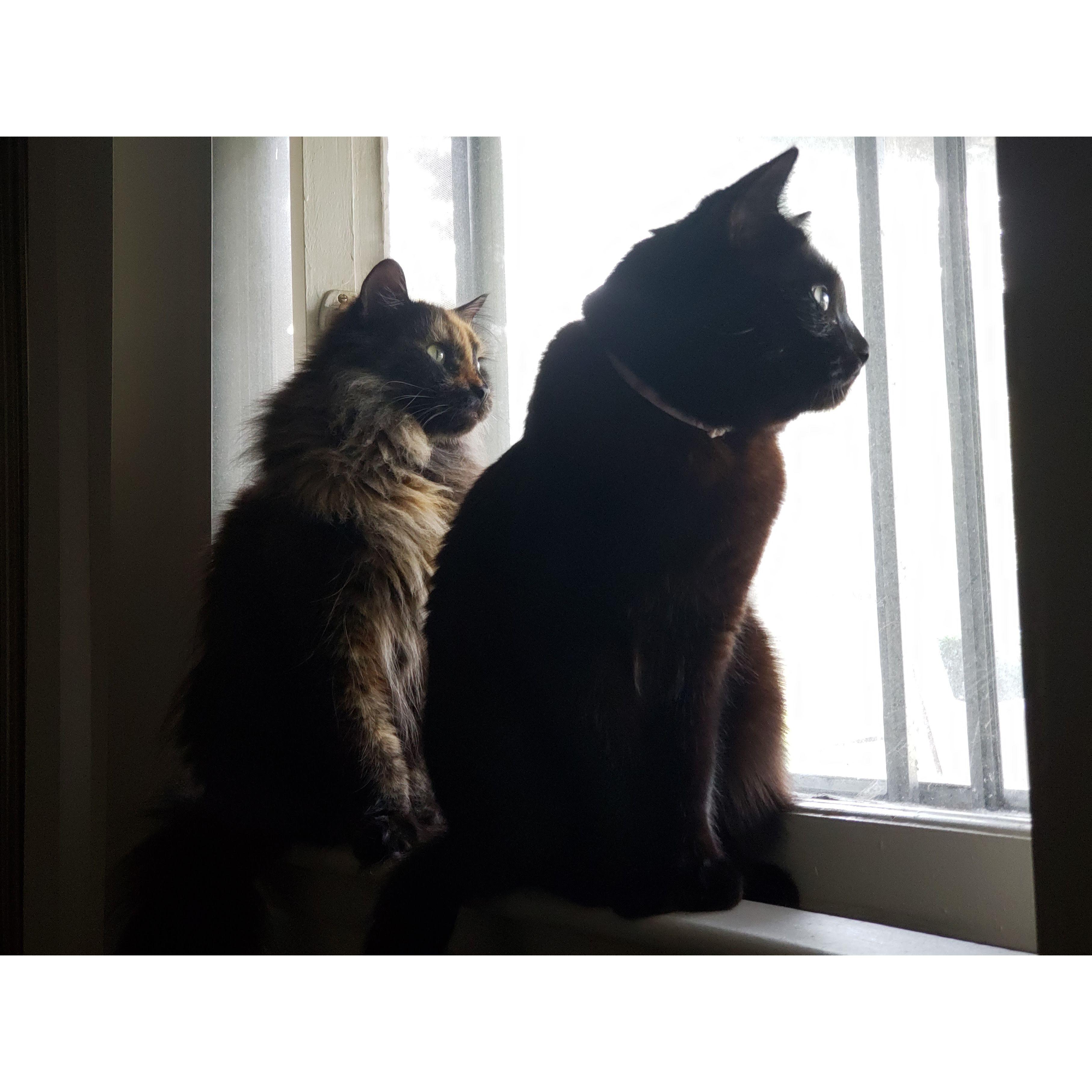The two daughters Pumpkin (left, youngest) and Taffyta (right, eldest)