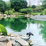 The Japanese Friendship Garden of Phoenix