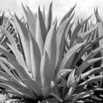 Tequila